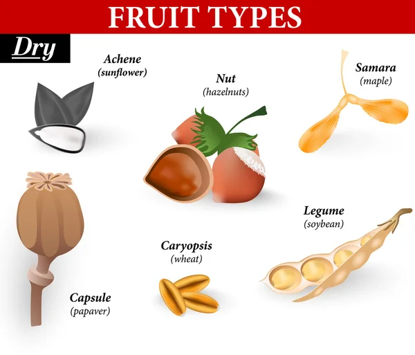 フルーツおよび種の一般的な種類です。ベクトル イラスト — ストックベクタ
