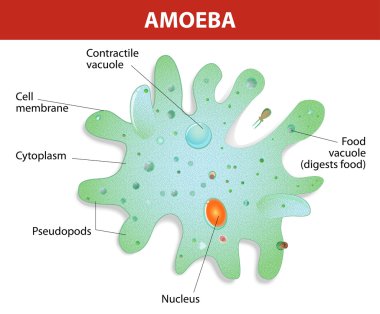 Structure of an amoeba proteus clipart