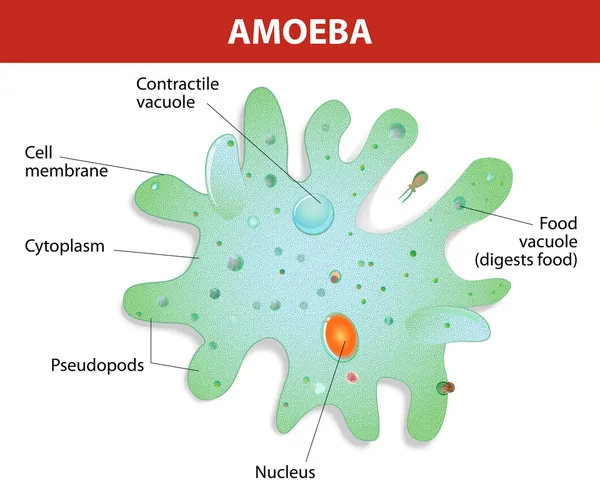 Estrutura de uma ameba proteus — Vetor de Stock