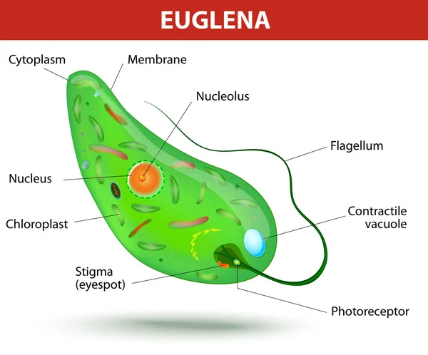 Strukturera av en euglena — Stock vektor