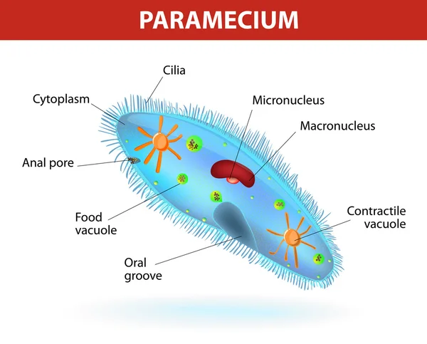 Structure of a paramecium — Stock Vector