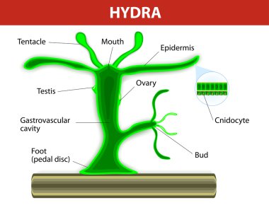 bir hydra yapısı