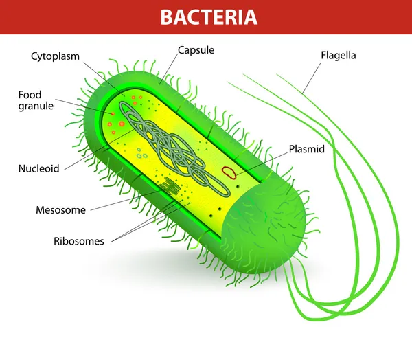 Struttura cellulare dei batteri — Vettoriale Stock