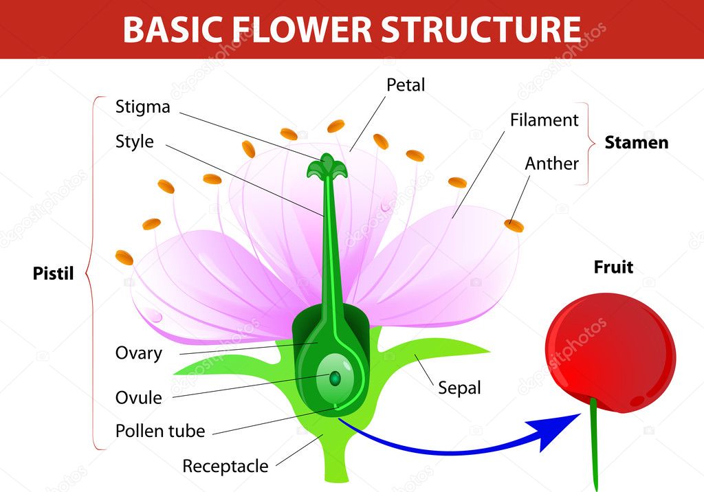 Diagrama de flores imágenes de stock de arte vectorial | Depositphotos