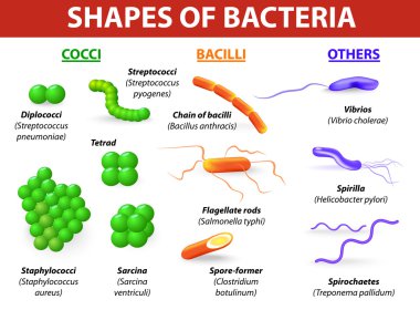 Types of bacteria. Basic morphological differences between bacte clipart