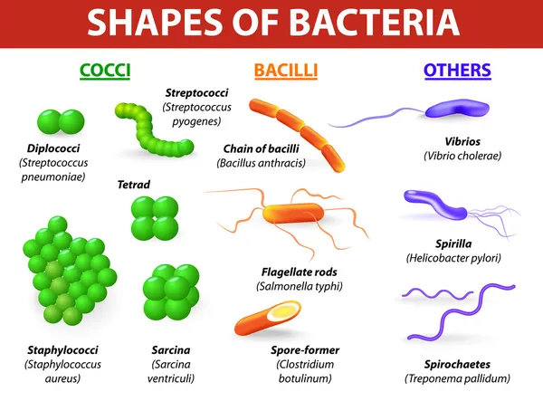 Types of bacteria. Basic morphological differences between bacte — Stock Vector