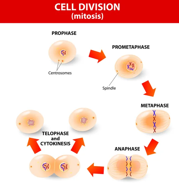 ᐈ Cell cycle , Royalty Free cell division vectors | download on ...