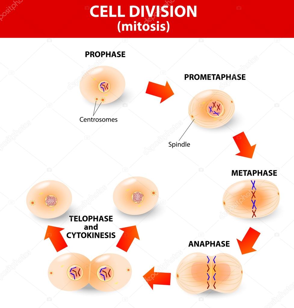 Mitosis. process cell division
