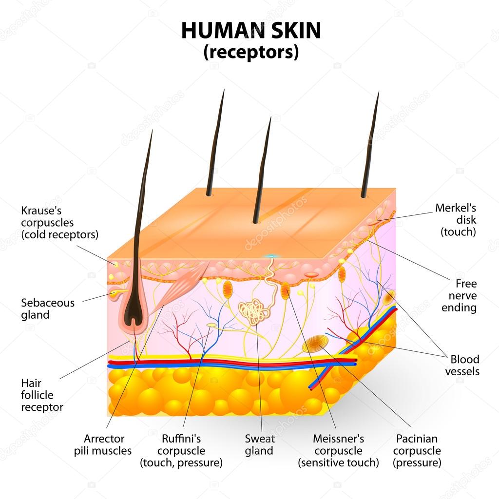 Human skin layer vector cross section