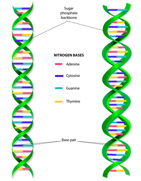 Молекулярная векторная диаграмма ДНК — стоковый вектор