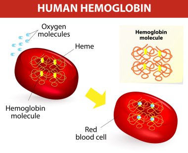 insan hemoglobin yapı