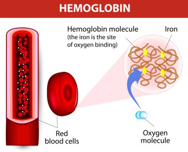molecule haemoglobin clipart