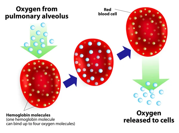 Hemoglobin- och andningsproblem. Vektordiagram — Stock vektor