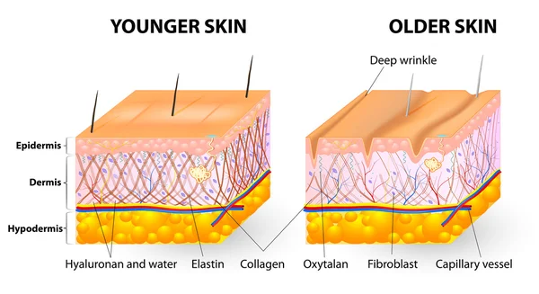 Bőr öregedését — Stock Vector