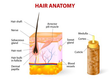 Diagram of a hair follicle in a cross section of skin layers clipart