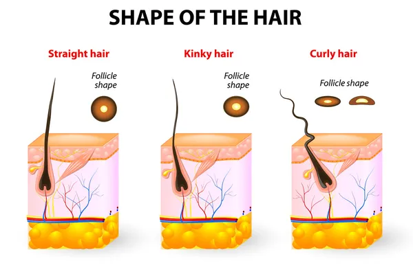 Forma dei capelli e anatomia dei capelli — Vettoriale Stock