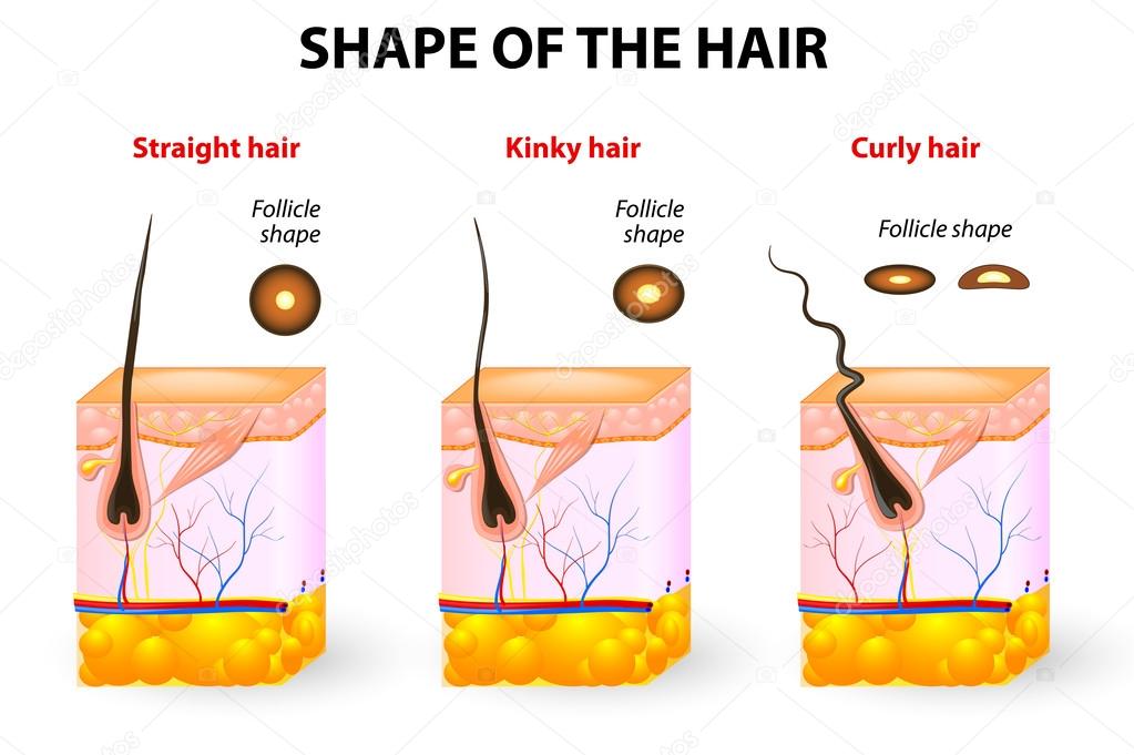Shape of the hair and hair anatomy