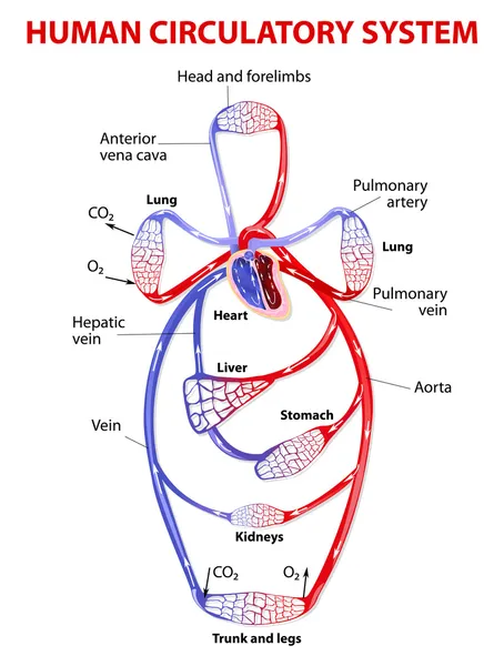 Sistema circulatorio doble — Archivo Imágenes Vectoriales