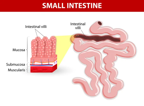 Vellosidades intestinales. Diagrama vectorial — Vector de stock