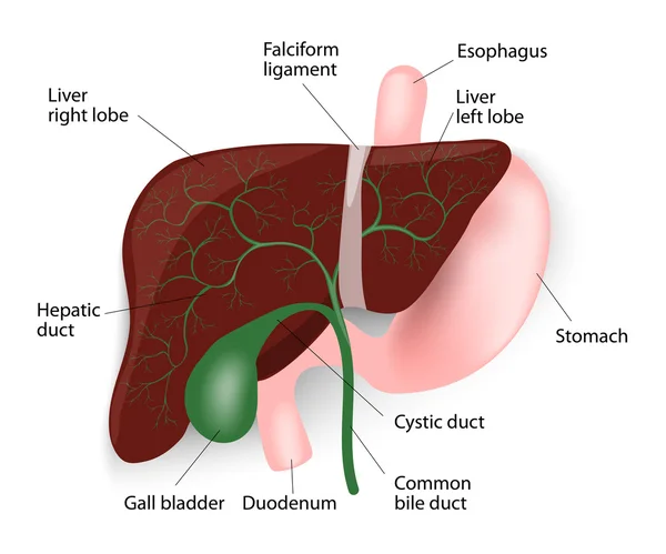 Hígado, vesícula biliar, esófago, estómago y duodeno — Vector de stock