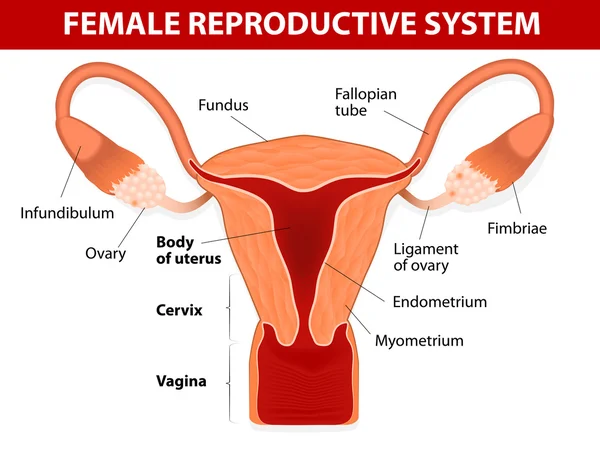 Sistema reproductor femenino — Archivo Imágenes Vectoriales