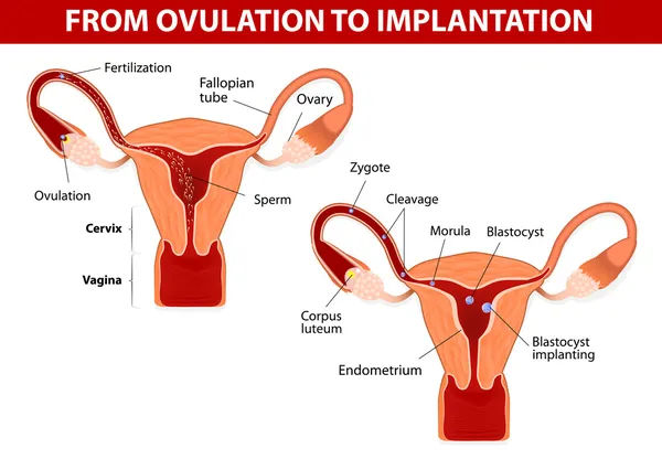 De l'ovulation à l'implantation — Image vectorielle