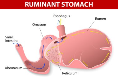 Ruminant stomach clipart