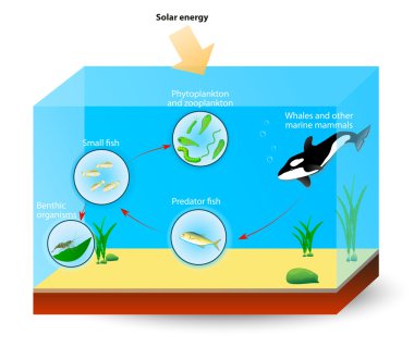 Marine Food Chain or food web clipart