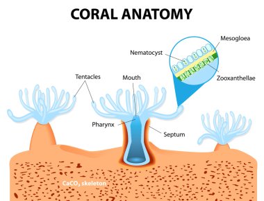 mercan anatomisi. vektör diyagramı