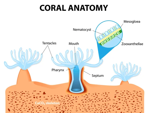 Korallenanatomie. Vektordiagramm — Stockvektor