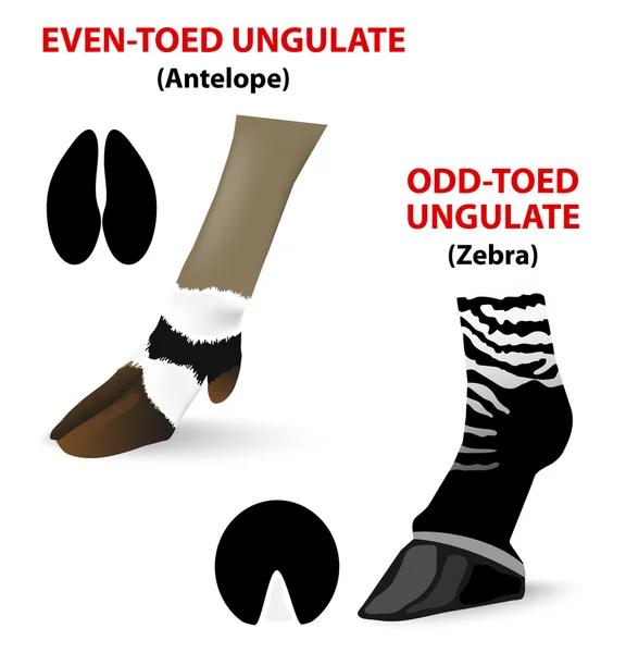 edesignua