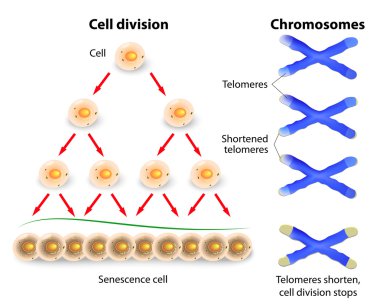 Telomere, cell division and human chromosomes clipart