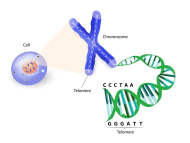 Human cell, chromosome and telomere clipart