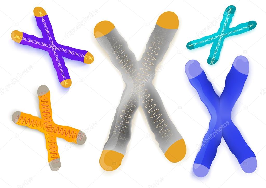 Chromosome on a white background