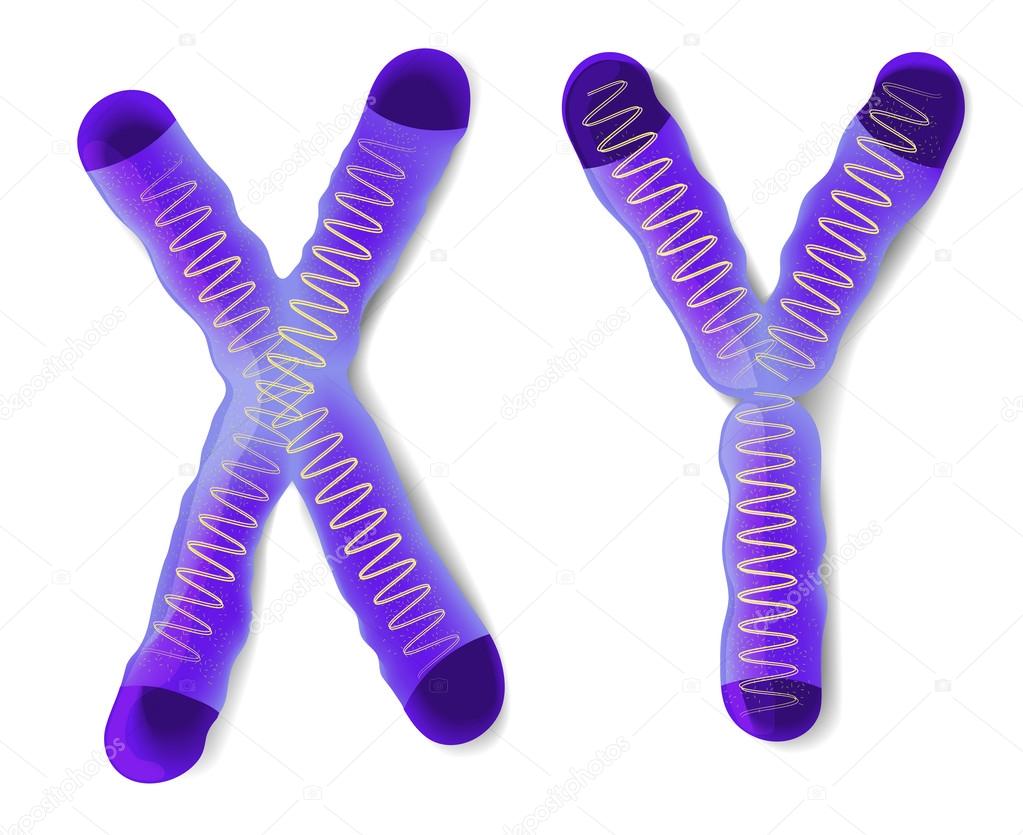 Sexo Cromosoma X E Y Stock Vector By ©edesignua 39395909
