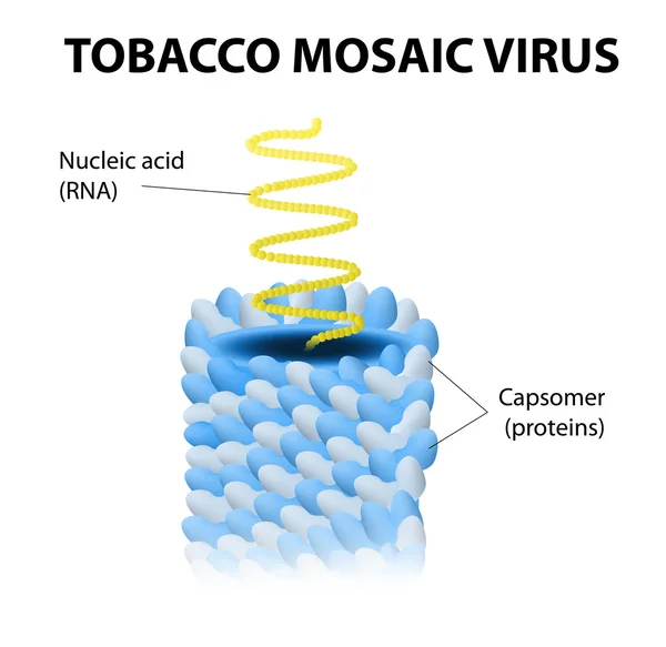 Tobaksmosaikvirus — Stock vektor