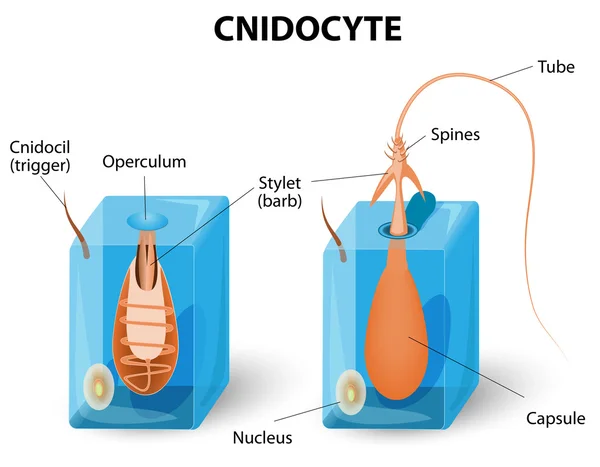 Δομή της μια nematocyst — Διανυσματικό Αρχείο