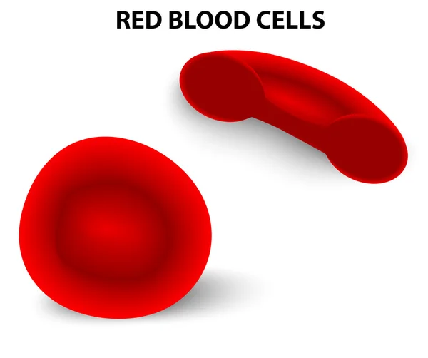 Red blood cells — Stock Vector