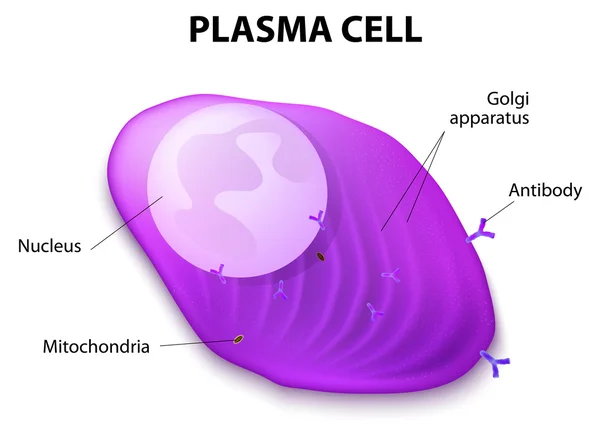 Estructura de la célula plasmática — Vector de stock