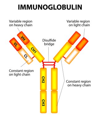 Antibody on a white background clipart