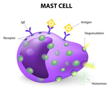 mast cell or a mastocyte, labrocyte clipart