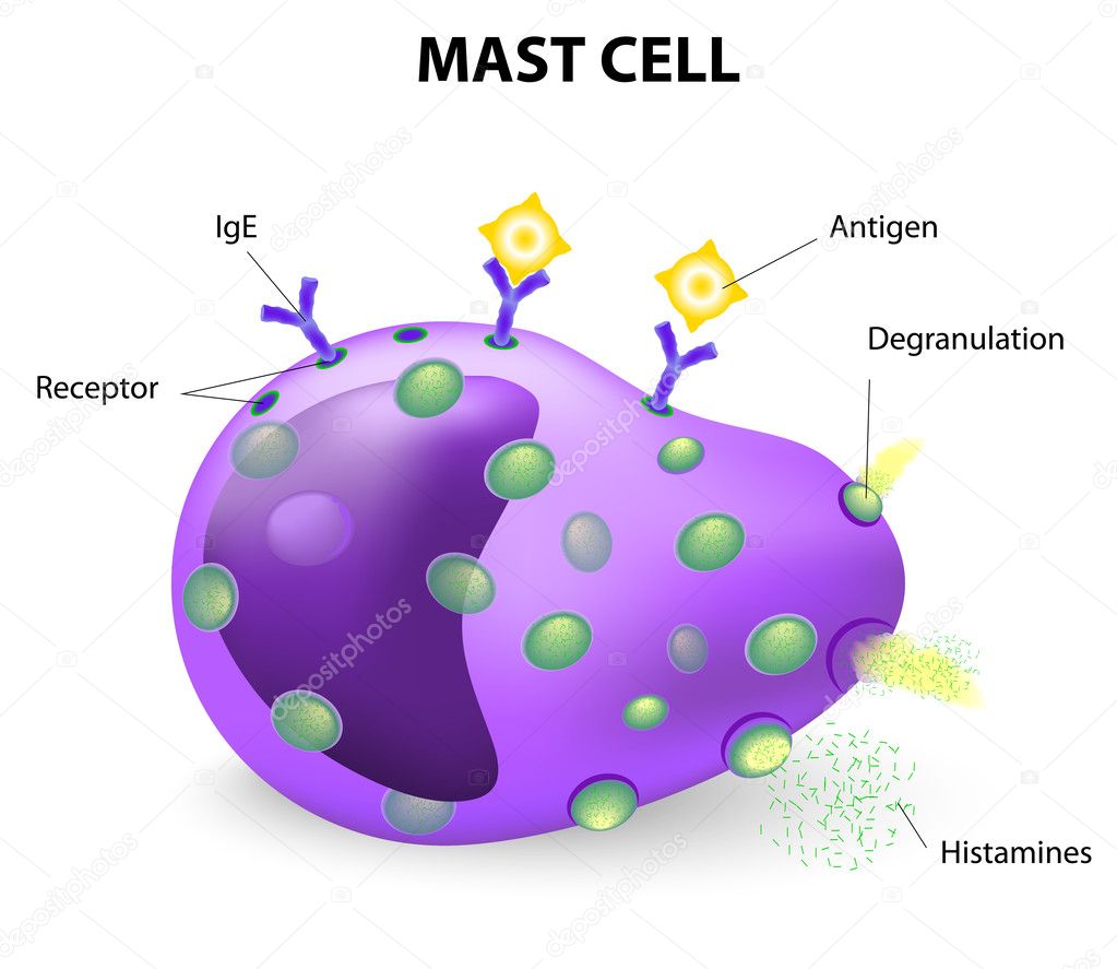 mast cell or a mastocyte, labrocyte