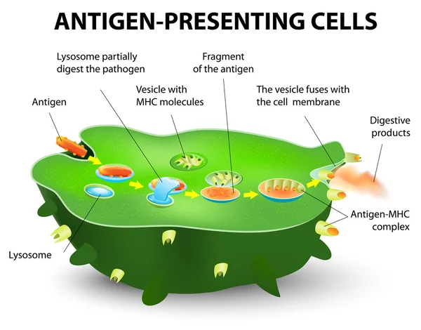 Antigen-präsentierende Zelle — Stockvektor