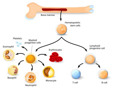 Hematopoietic stem cell clipart