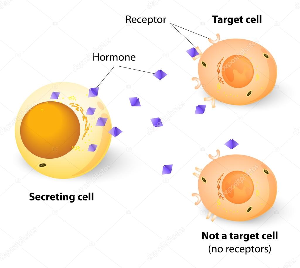 Hormones, receptors and target Cells