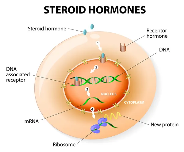 Respuesta de hormonas esteroides. Vector — Vector de stock