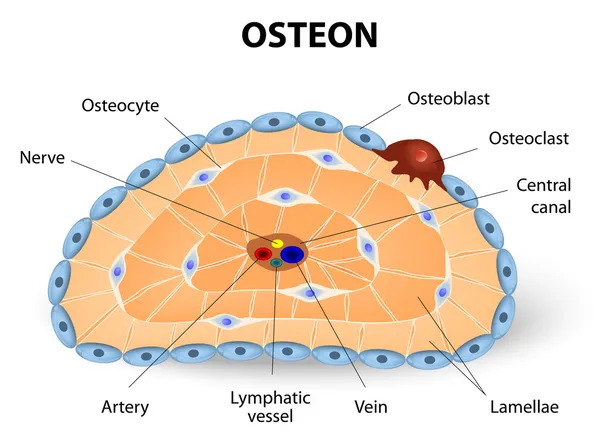 Osteon development and structure — Stock Vector