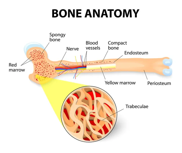 Анатомия костей — стоковый вектор