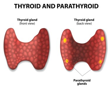 Thyroid and parathyroid. clipart