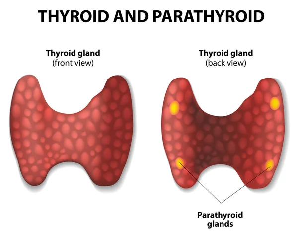 Thyroid and parathyroid. — Stock Vector